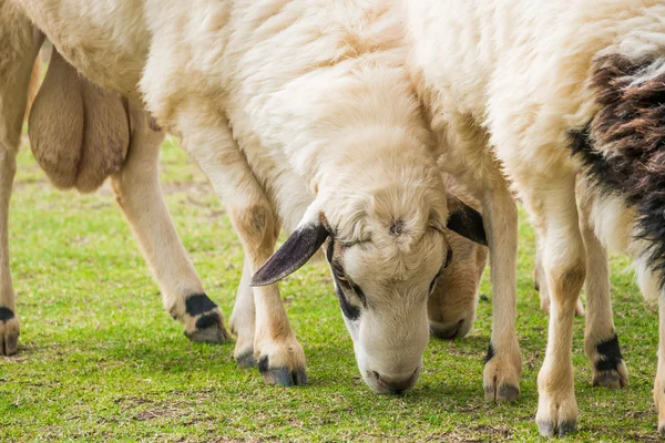 White sheep in the field — Stock Photo, Image