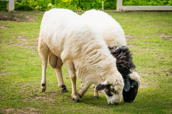 White sheep in the field — Stock Photo, Image