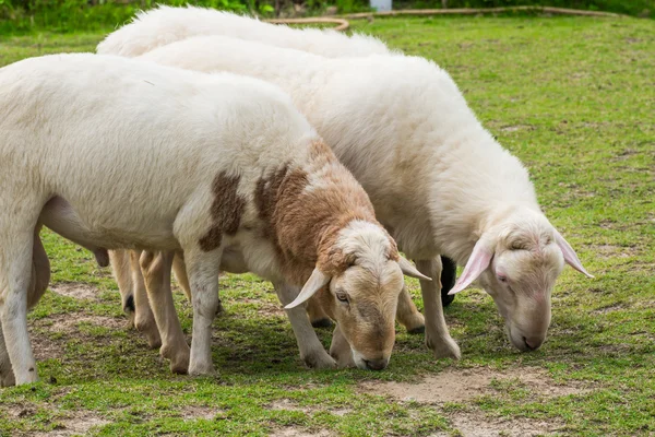 Biała owca na polu — Zdjęcie stockowe