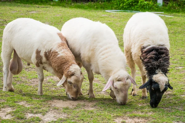 White sheep in the field — Stock Photo, Image