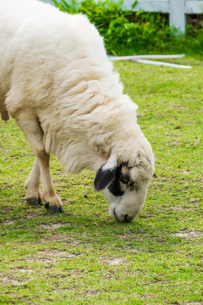 Ovelhas brancas no campo — Fotografia de Stock