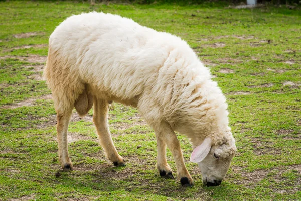 Beyaz koyun tarlada — Stok fotoğraf