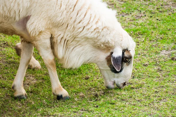 Біла вівця в полі — стокове фото