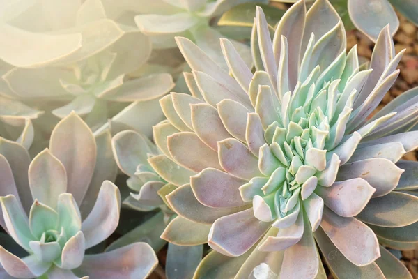 Beautiful Cactus in the garden — Stock Photo, Image