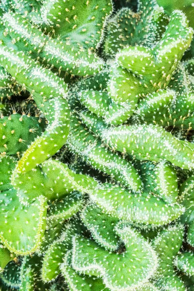 Hermoso cactus en el jardín — Foto de Stock