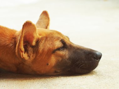 evsiz köpek mavi