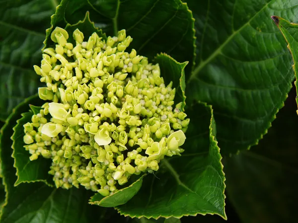 Green Flower — Stock Photo, Image