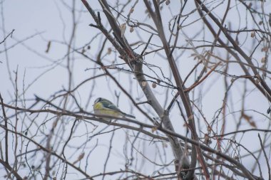 Gölün kıyısındaki bir güvercin düğümü Gri, kış gökyüzünün arka planında sazlıkların dalında oturuyor