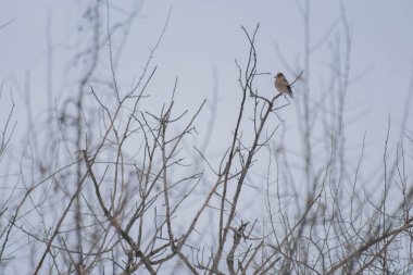 Ağaç dalında oturan bir meşe kuşu Gri kış gökyüzüne karşı