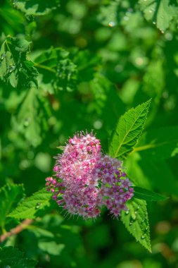 Japon spirea çiçeği yağmurdan sonra yeşillik üzerine su damlaları