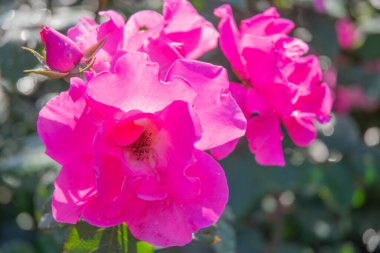 Pembe güllerden oluşan çiçek bahçesi yağmurdan sonra yapraklara ve yapraklara su damlaları düşer.