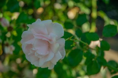 Pembe güllerden oluşan çiçek bahçesi yağmurdan sonra yapraklara ve yapraklara su damlaları düşer.