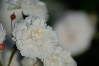 Kapalı gül çiçekleriyle çevrili beyaz gül