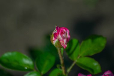 Pembe güllerden oluşan çiçek bahçesi yağmurdan sonra yapraklara ve yapraklara su damlaları düşer.