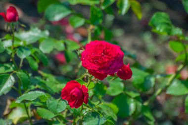 Keskin yapraklı kırmızı gül yağmurdan sonra yapraklara ve yapraklara su damlaları düşer.