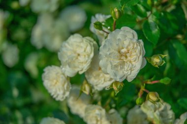 Yeşil yaprağın arkaplanına su damlatan yalnız beyaz bir gül.