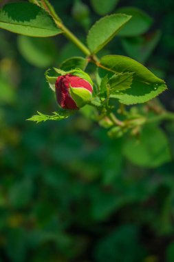 Parlak çimenlere karşı tek başına açan küçük kırmızı bir gül.