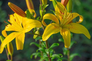 Sarı bir zambak çiçeğinin, yeşil bir arkaplana karşı çerçeveye takılmış bir böcekle yakın plan çekimi.