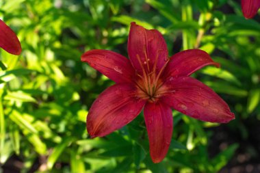 Çiçeklere su damlatarak yağmurdan sonra açan yalnız kırmızı parlak zambak çiçeği.