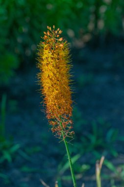 Yeşil çimen ve asfalttan oluşan bir arka plana karşı güçlü bir sarı eremurus.