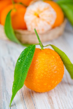 taze mandalina