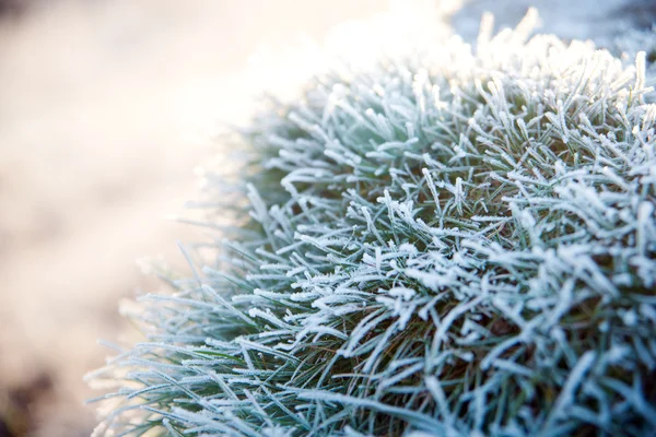 Leaves of the plant in frost. — Stock Photo, Image