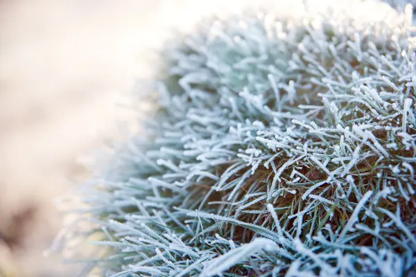 Leaves of the plant in frost. — Stock Photo, Image