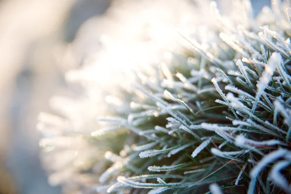 Leaves of the plant in frost. — Stock Photo, Image