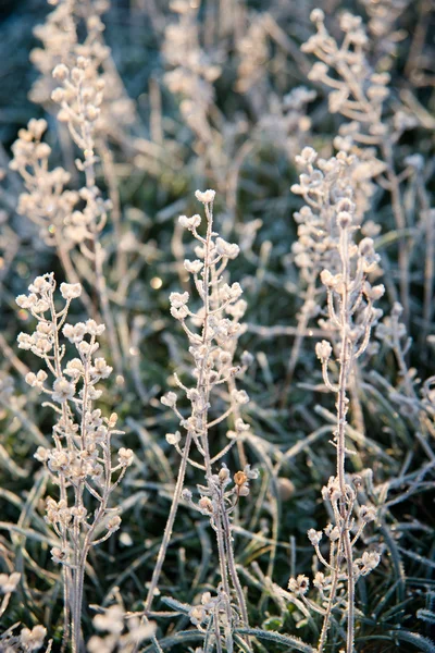 Листя рослини в морозі . — стокове фото