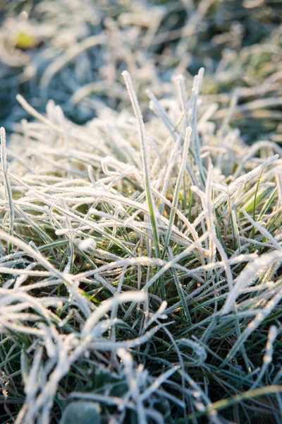 Leaves of the plant in frost. — Stock Photo, Image