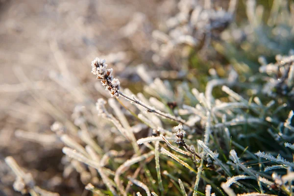 Leaves of the plant in frost. — Stock Photo, Image