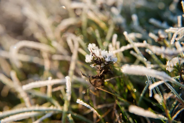 Feuilles de la plante dans le gel . — Photo
