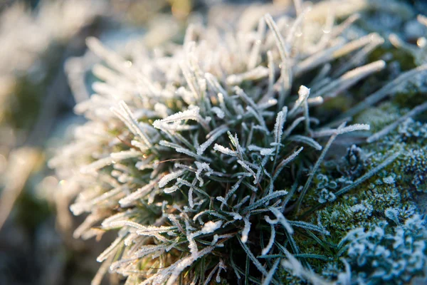 Leaves of the plant in frost. — Stock Photo, Image