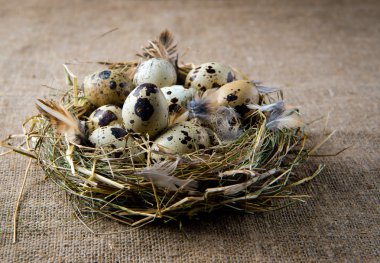 bıldırcın yumurtası