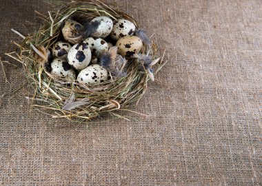 bıldırcın yumurtası