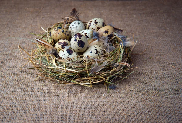 Huevos de codorniz — Foto de Stock