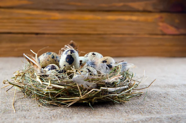 Quail eggs — Stock Photo, Image