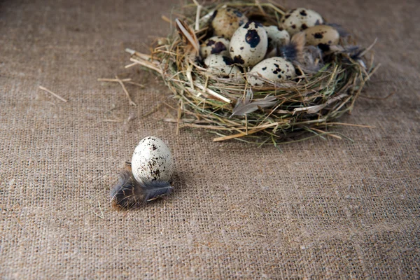 Quail eggs — Stock Photo, Image