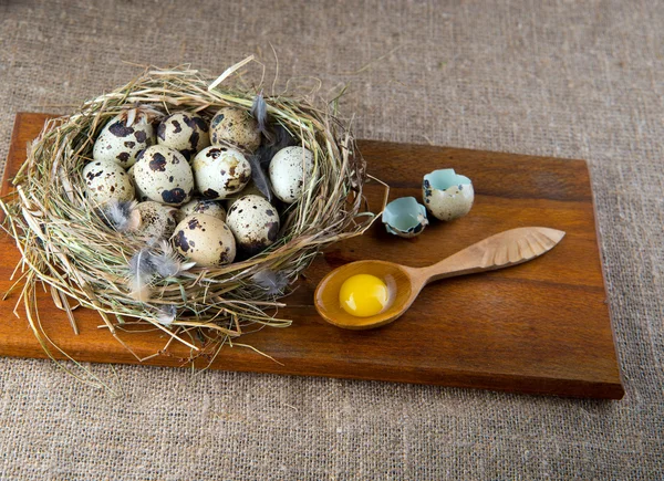 Quail eggs — Stock Photo, Image