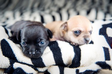 Chihuahua yavrusu