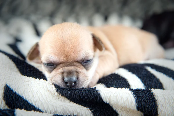 Chihuahua szczenięta — Zdjęcie stockowe