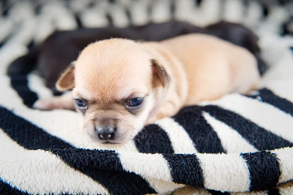 Chihuahua szczenięta — Zdjęcie stockowe