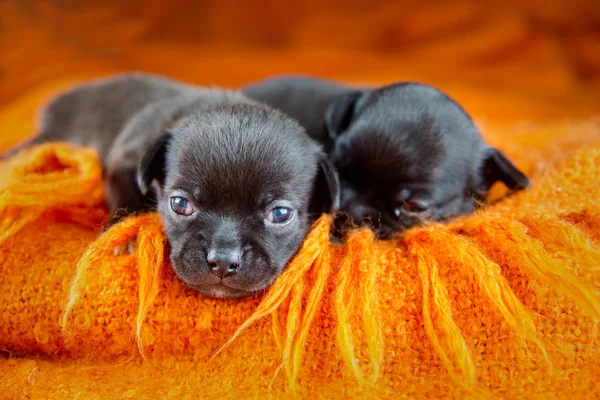 Chihuahua puppies — Stock Photo, Image