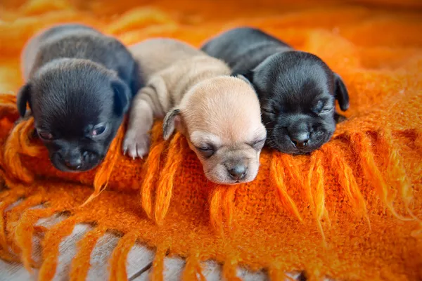 Chihuahua puppies — Stock Photo, Image