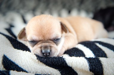 Chihuahua yavrusu