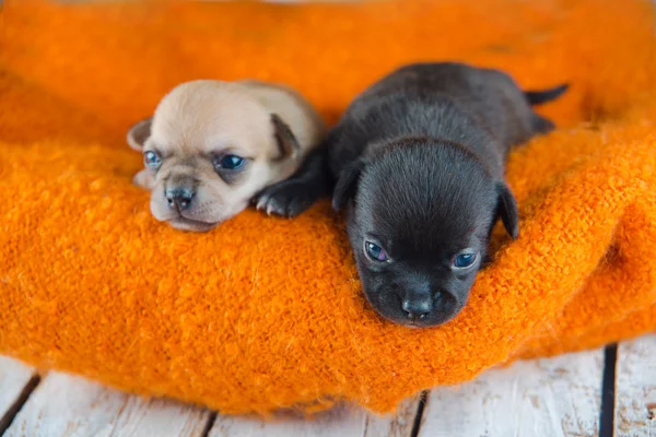 Chihuahua puppies — Stock Photo, Image