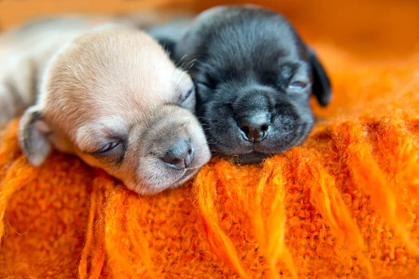 Chihuahua puppies — Stock Photo, Image