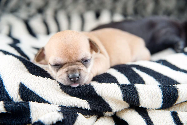 Chihuahua puppies — Stock Photo, Image