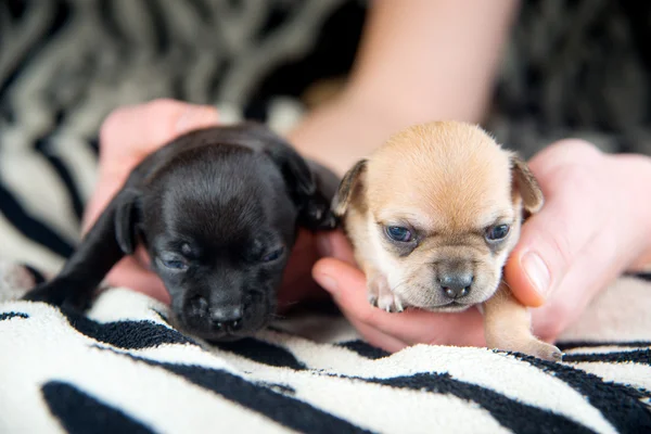 Chihuahua puppies — Stock Photo, Image