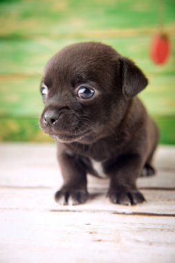 Chihuahua yavrusu